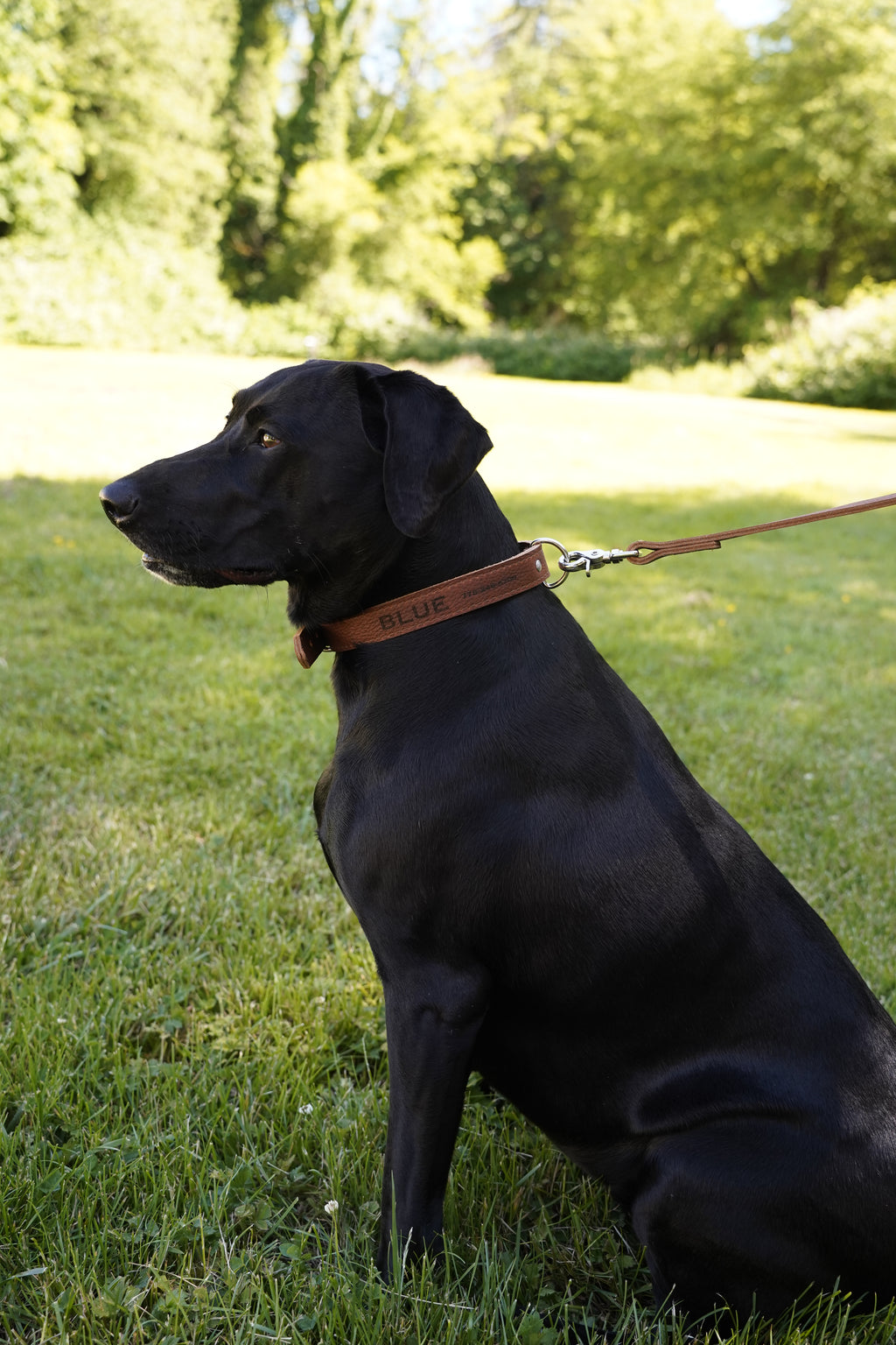 The Classic Collar