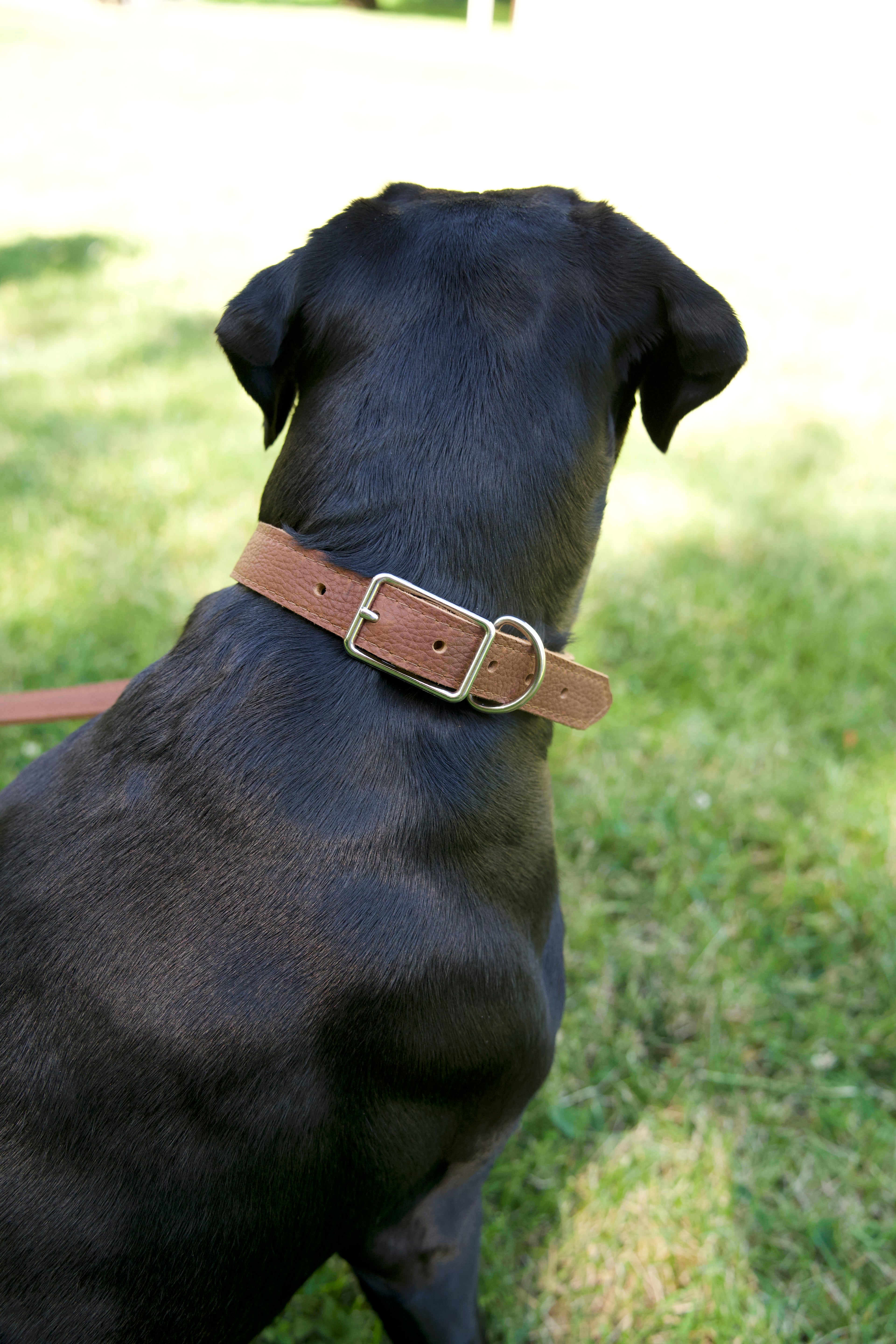 The Classic Collar