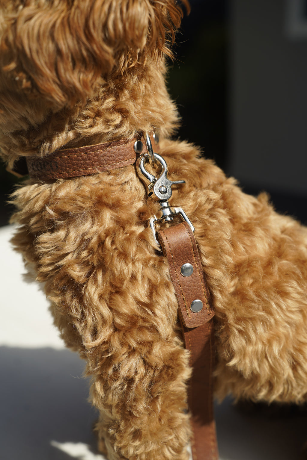 The Classic Leash