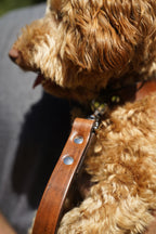 The Veg-tan Collar