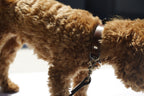 The Veg-tan Leash